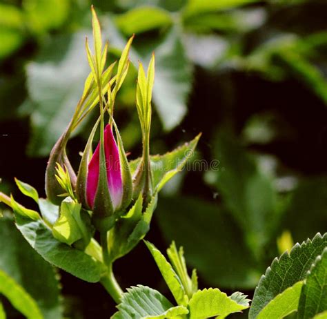 Rosebud stock image. Image of leaves, rosehip, beautiful - 92359053