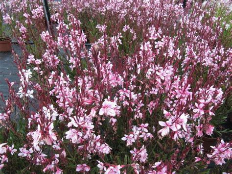 Gaura (Wandflower): Care and Growing Guide