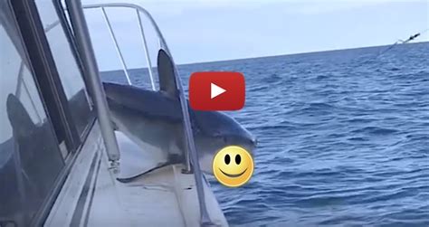 HUGE MAKO SHARK JUMPS ONTO FISHING BOAT IN USA