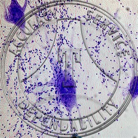 Histology Slides for Nervous Tissue | Fisher Scientific