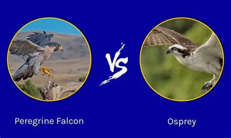 Peregrine Falcon vs Osprey: The Key Differences - IMP WORLD