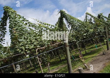 Kiwi Fruit growing in New Zealand Stock Photo - Alamy