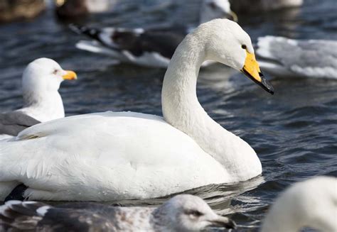 يحرر Yun صور : No. 3371 بجعة whooper. [اليابان. / Hokkaido. ]