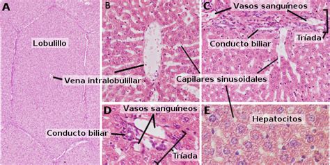 Tipos celulares. Hepatocito. Atlas de Histología Vegetal y Animal