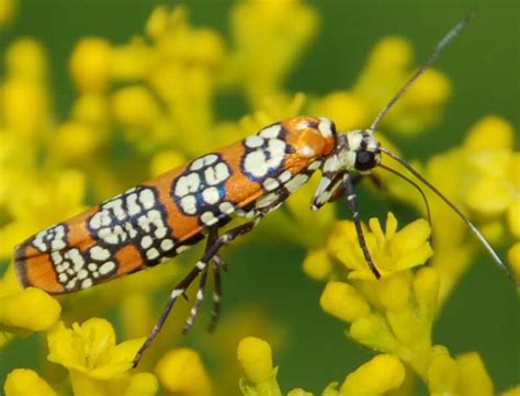 Ailanthus Webworm Moth on Goldenrod - What's That Bug?