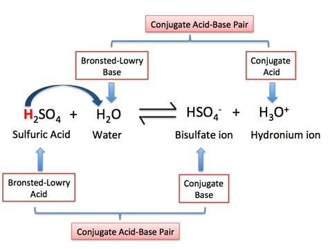 Bronsted Lowry Acids And Bases Worksheets Key