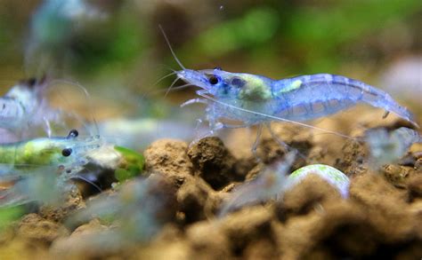 Neocaridina ID ? - Genetics and Selective Breeding - The Shrimp Spot