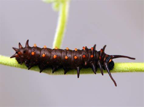 Spirit of the Cowgirl: Pipevine Swallowtail Caterpillars