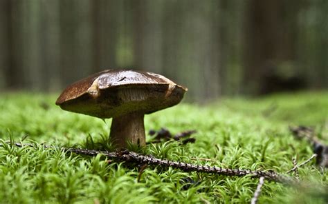 🔥 [40+] Mushroom Forest Wallpapers | WallpaperSafari