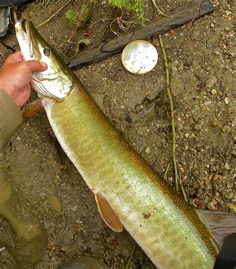 Muskellunge | www.roughfish.com