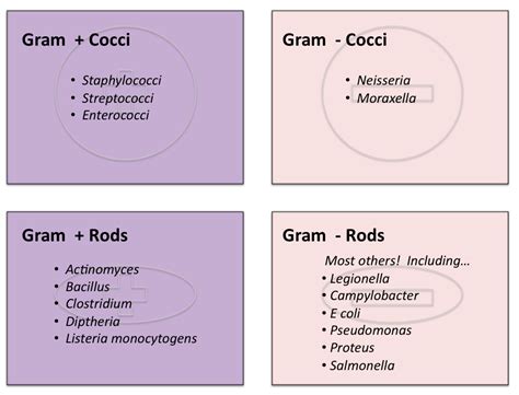 Gram Positive Bacteria Examples - HowardoiHester