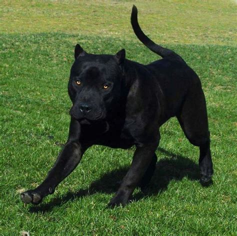 They are good (panther) dogs, Brent. | Hunde, Hunde rassen, Schwarze hunde