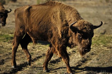 Recovering European bison | Smithsonian Photo Contest | Smithsonian Magazine