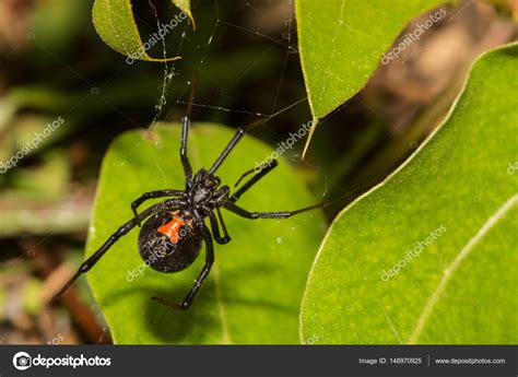 Black Widow Spider — Stock Photo © Ondreicka1010 #148970925