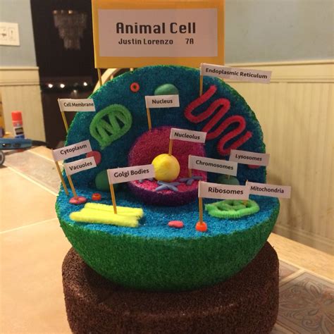 7th grade animal cell 3d project | Animal cell, Animal cell project ...