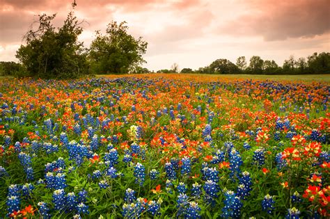 Bluebonnets and Indian Paintbrush Under Orange Sky | Texas | Wildflower | Pictures, Photos ...