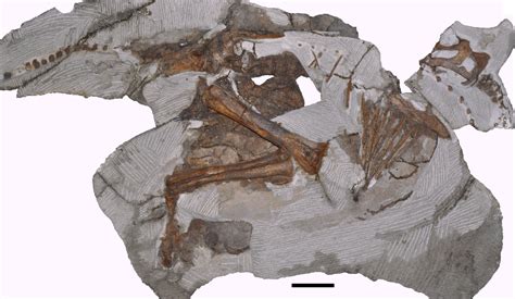 Paleontologists Find Rare Fossil of Young Dinosaur Parasaurolophus | Sci.News