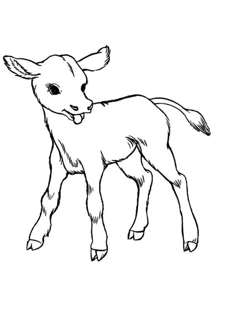 Baby Cows Coloring Pages : Kids Play Color | Cow coloring pages, Animal ...