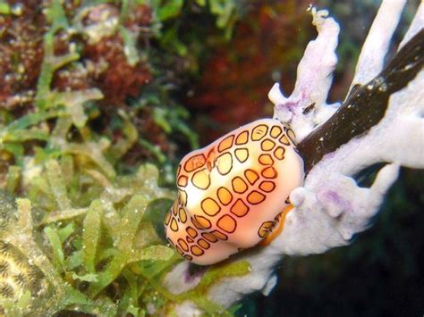 Flamingo tongue snail - Alchetron, The Free Social Encyclopedia