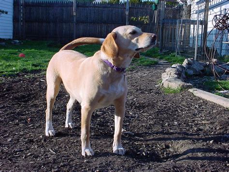 The Beagle & Lab mix (A.K.A. Beagador): Fun, playful with a mind of its ...