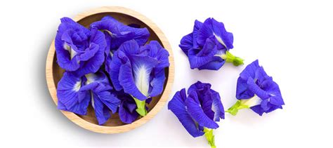 Blue Pea Flower Benefits | Best Flower Site