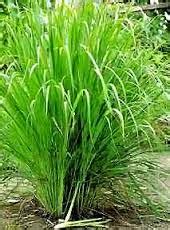 PHILIPPINE HERBAL PLANTS AND THEIR USES: Tanglad