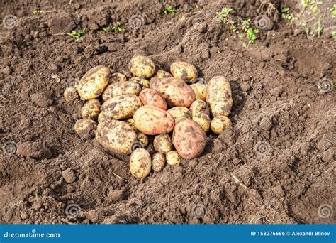 New Potato Harvesting on a Potato Field Stock Photo - Image of healthy, grow: 158276686