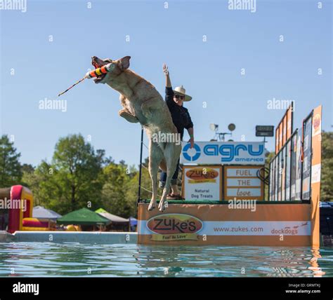 Dock Dog jumping competition in Charleston, South Carolina. Dogs can ...