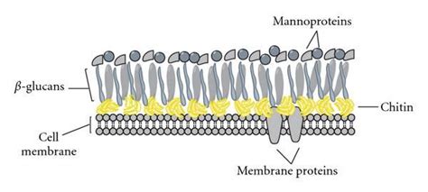 Fungus Chitin Cell Wall | fungal cell wall components the fungal cell ...