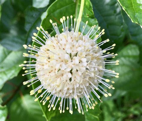 Buttonbush flower Photograph by Anne Sands - Pixels