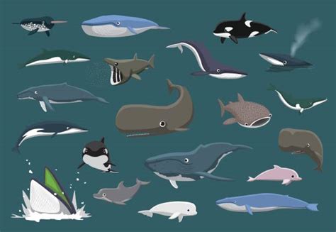 Fin Whale Illustrations, Royalty-Free Vector Graphics & Clip Art - iStock