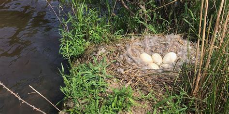 Nature Note: Nesting With The Canada Goose - Russell Lands