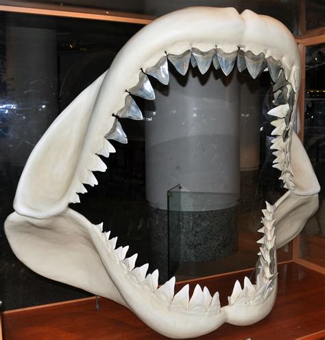 Carcharodon megalodon (fossil shark) (Tertiary; North Carolina, USA) 1 - a photo on Flickriver