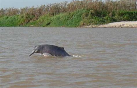 Río Apure en San Fernando De Apure: 2 opiniones y 12 fotos