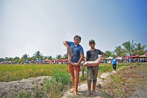 Padi fields have eco-tourism potential, says rep | Buletin Mutiara