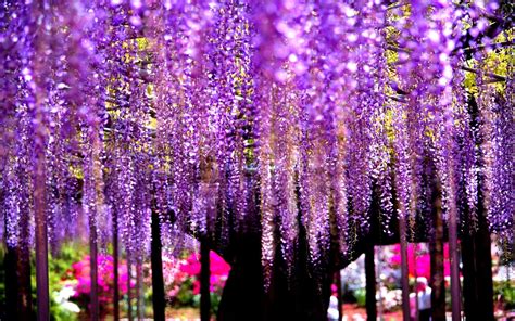 Wisteria Tree Wallpapers - Top Free Wisteria Tree Backgrounds - WallpaperAccess