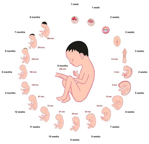 #Human #Fetus Development and Formation Stages #Anatomy inside the #womb during #pregnancy from ...