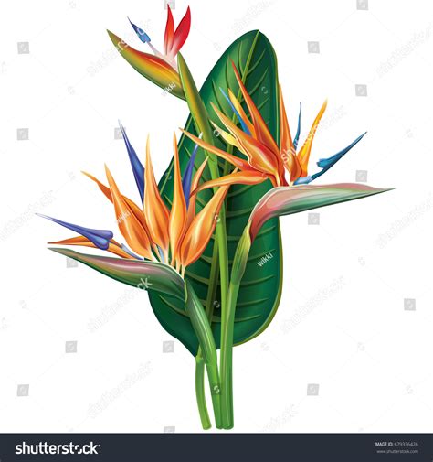 20,709 Bird Paradise Flower Drawing Images, Stock Photos & Vectors | Shutterstock