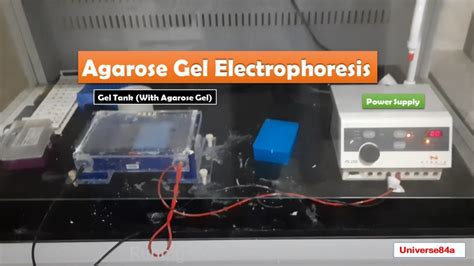 Agarose Gel Electrophoresis: Introduction, Principle, Requirements, Test P