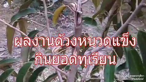 ผลงานด้วงหนวดแข็ง กินยอดทุเรียน - YouTube