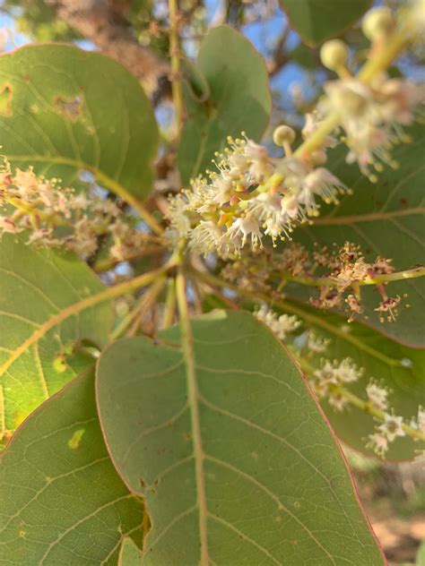 Kakadu Plum is beginning to blossom. | Kakadu-Plum-Co