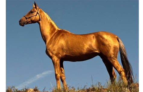 DNA tests reveal rare golden horse buried in 2,000-year-old Chinese ...