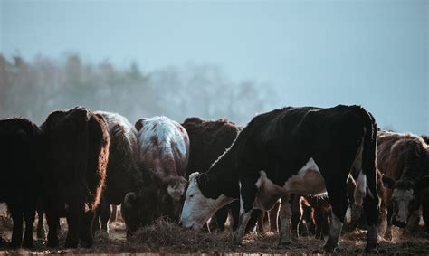 Cattle Industry 2020 and Predictions | Eagle Land Brokerage