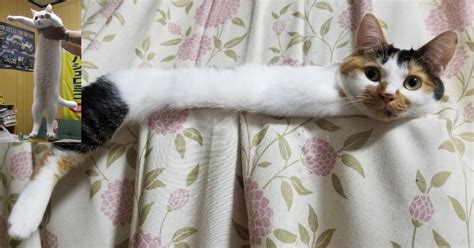 This resting cat looks a lot like the Longcat meme - Culture