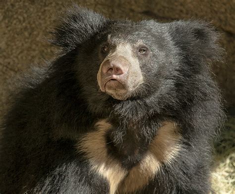 Sloth bear | San Diego Zoo Wildlife Explorers