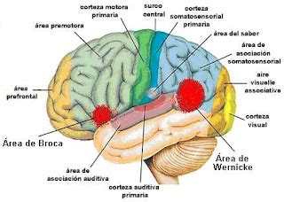 NEUROPSICOLOGIAS: ÁREA DE BROCA E ÁREA DE WERNICKE