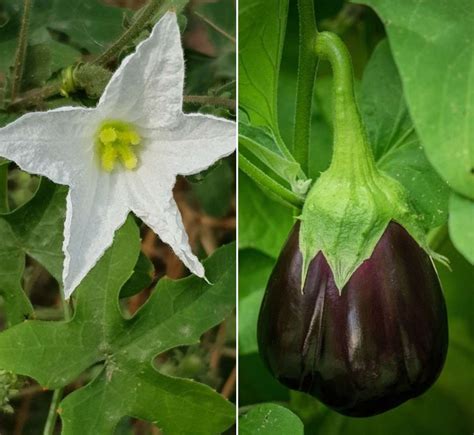 Eggplant Flower Drop, Reasons, Control Methods (Brinjal) | Agri Farming