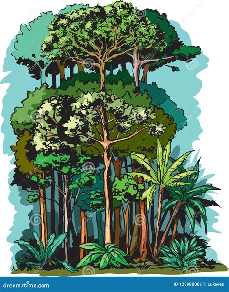 Strati Della Foresta Pluviale Illustrazione Vettoriale - Illustrazione ...