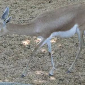 Dorcas Gazelle - Facts, Diet, Habitat & Pictures on Animalia.bio