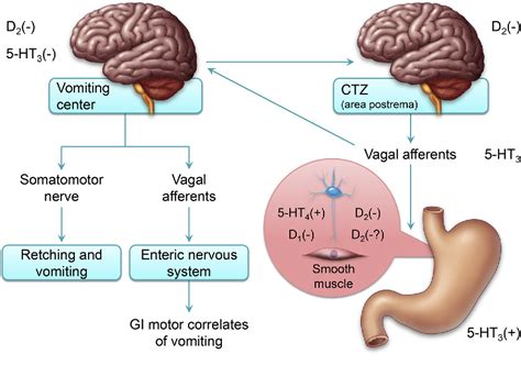 Figure 2 from Prokinetics in gastroparesis. | Semantic Scholar